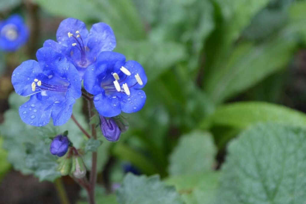 Flor Phacelia del cultivar Blue Bonnet