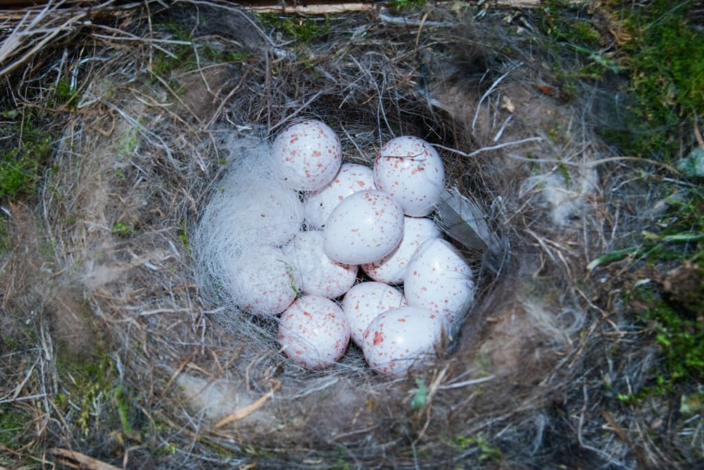 Huevos de herrerillo común en el nido
