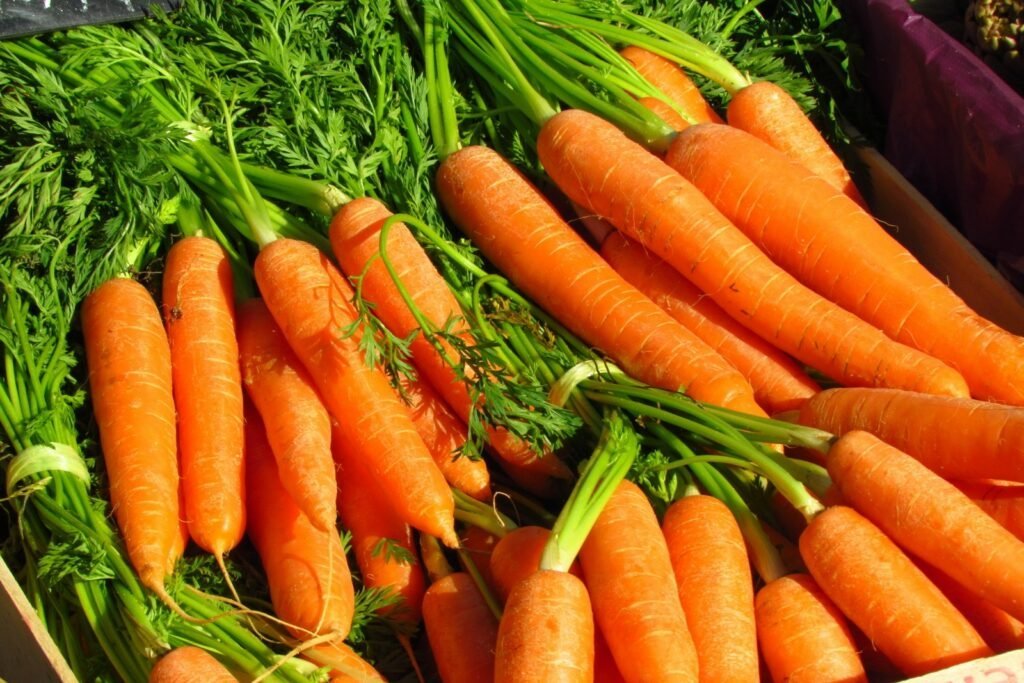 Zanahorias maduras nantaise