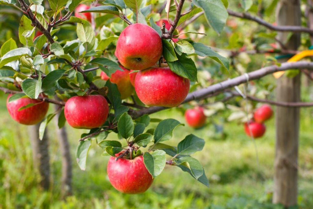 Manzanas maduras Cardinal Bea en el árbol