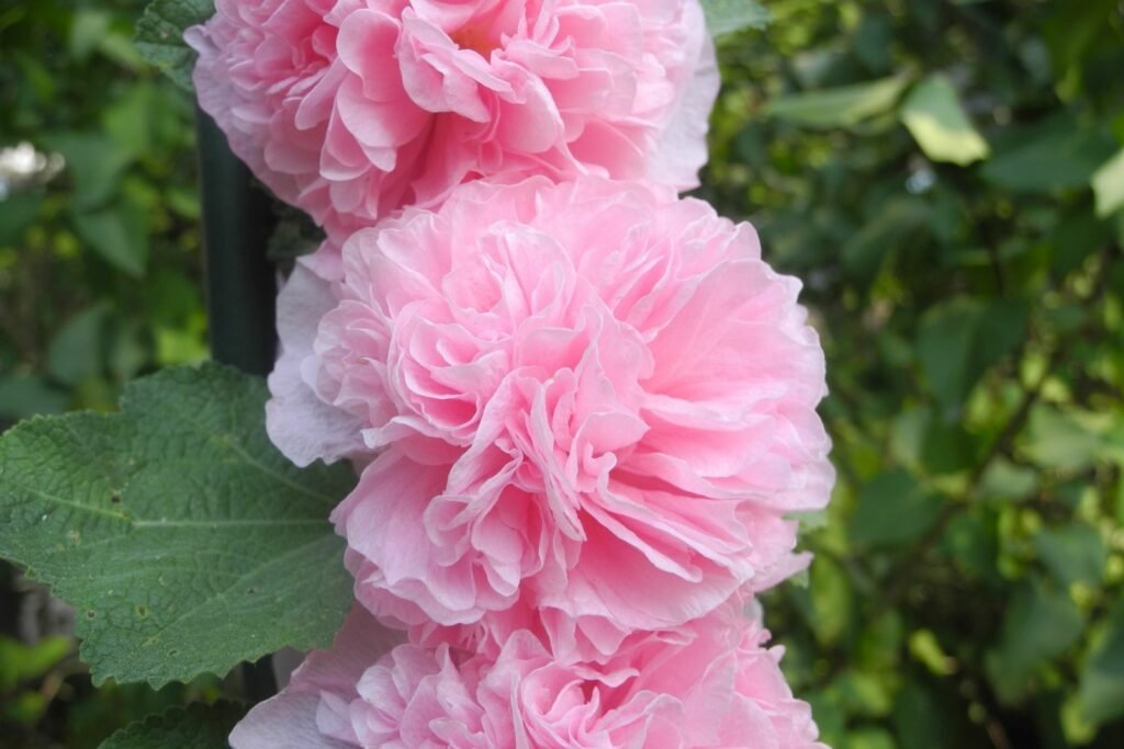 Flores de malva rosa doble