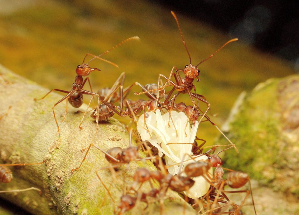 Hormigas faraón rojas en una rama