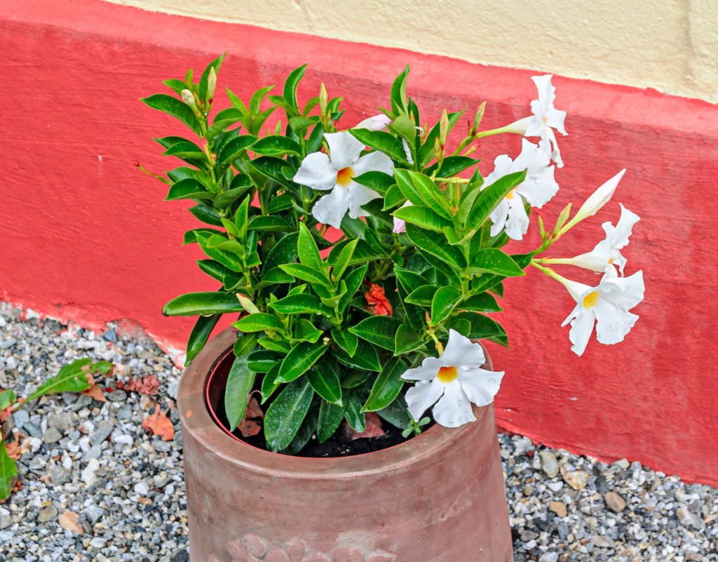 Tabaco ornamental en una maceta con flores blancas