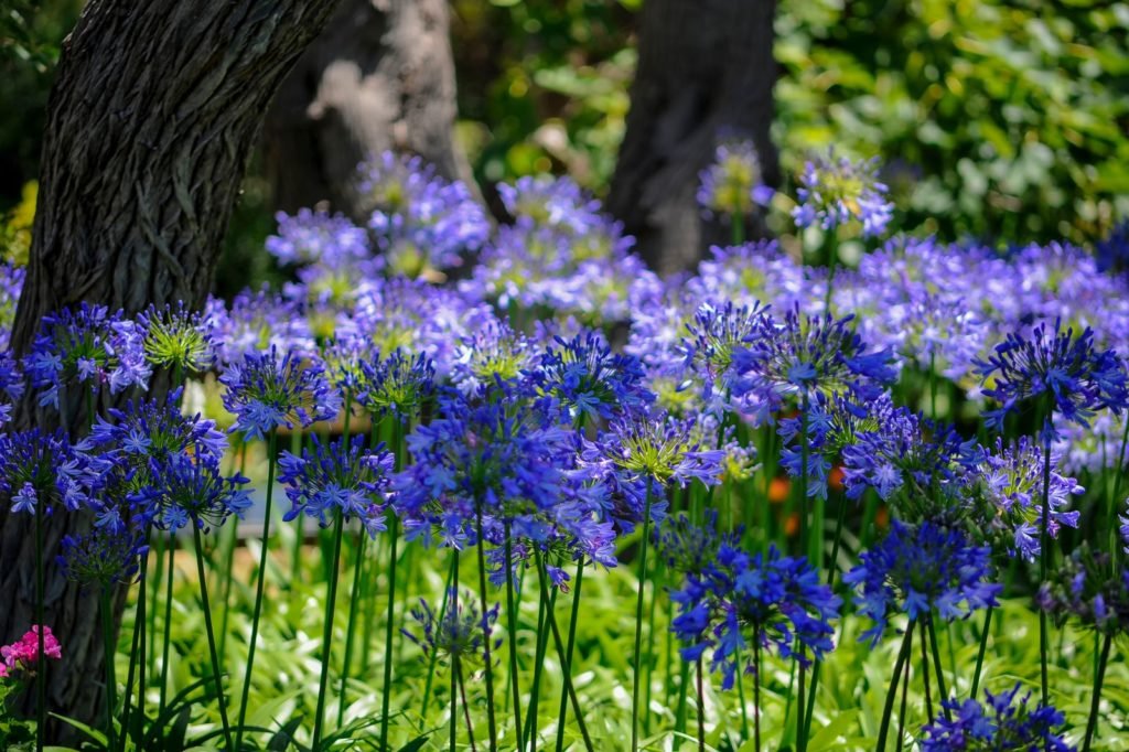 Agapanthus azul en un prado