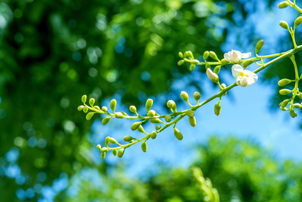 Árbol pagoda de flores blancas