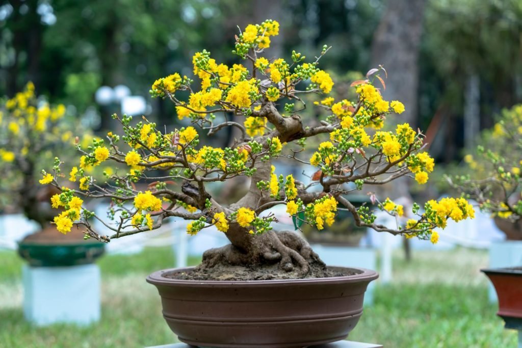 Bonsai con flores amarillas