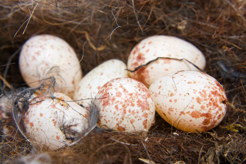 Huevos de carbonero en el nido