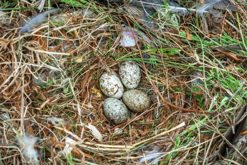 Huevos de gorrión en el nido