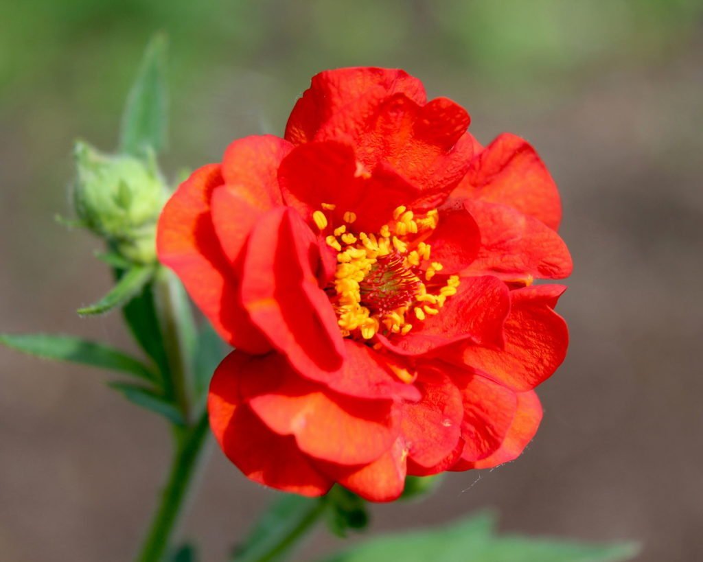 Flor roja de raíz de clavel