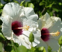 Flor de hibisco blanco