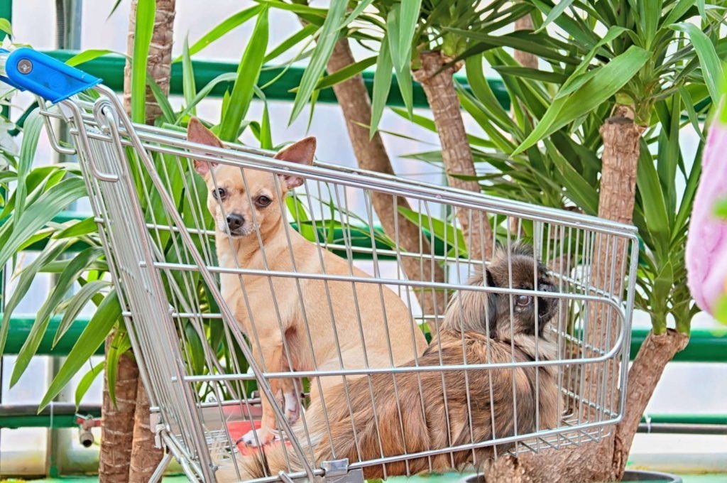 Palmas de yuca y dos perros en un carrito de compras