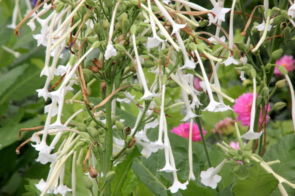 Tabaco de montaña perfumado con flores blancas