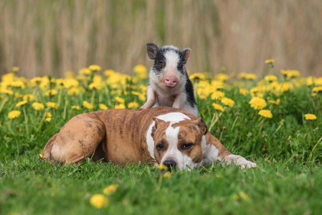 Mini cerdo y perro en el jardín.