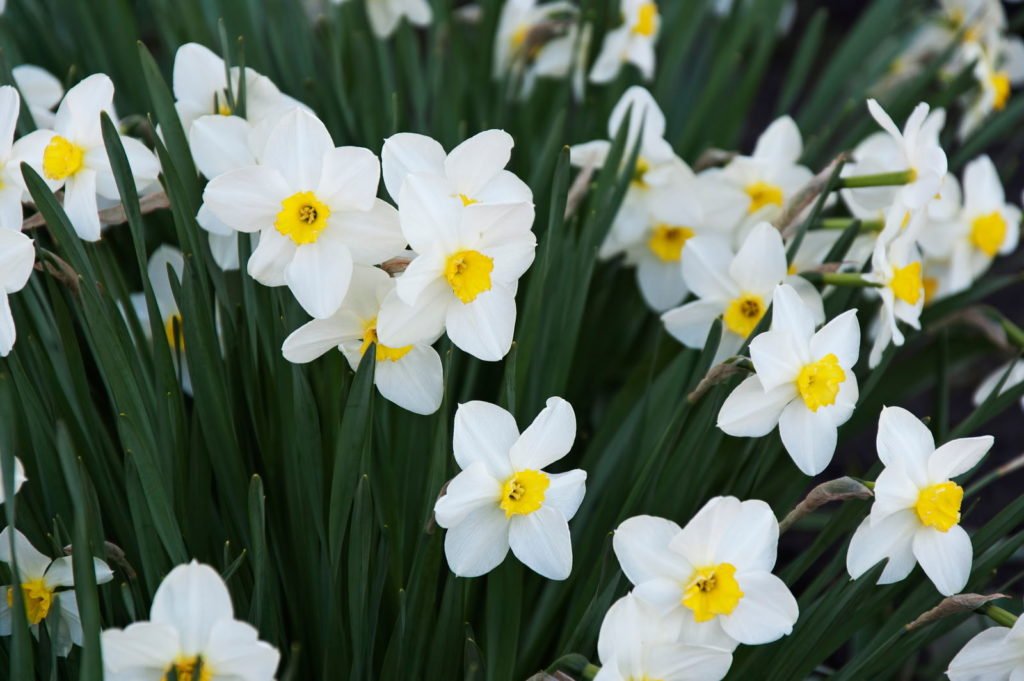 Narcisos de flores blancas