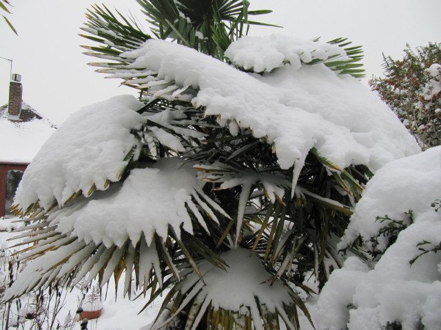Palmas de cáñamo en el jardín lleno de nieve