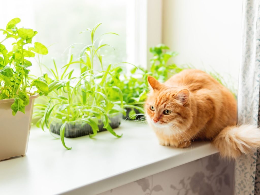 Gato rojo se sienta en el alféizar de la ventana con plantas