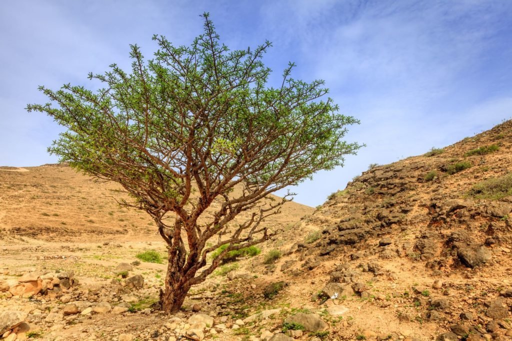 Árbol de incienso en el desierto
