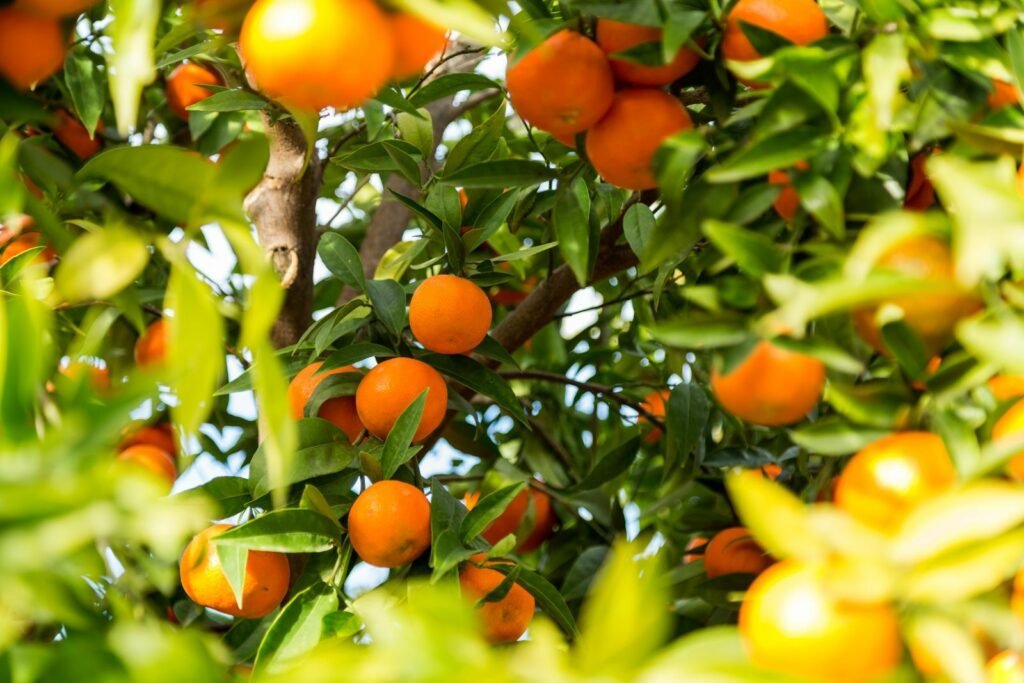 Árbol de clementina con frutos