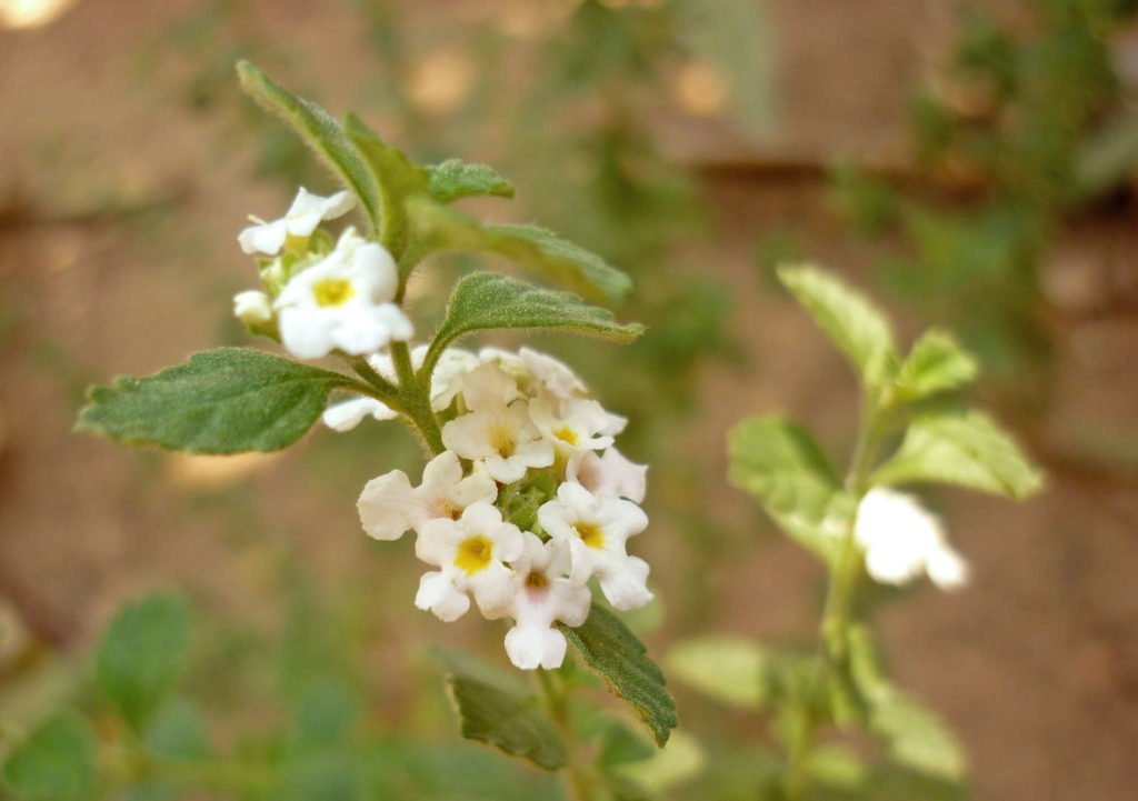 flor blanca de orégano griego