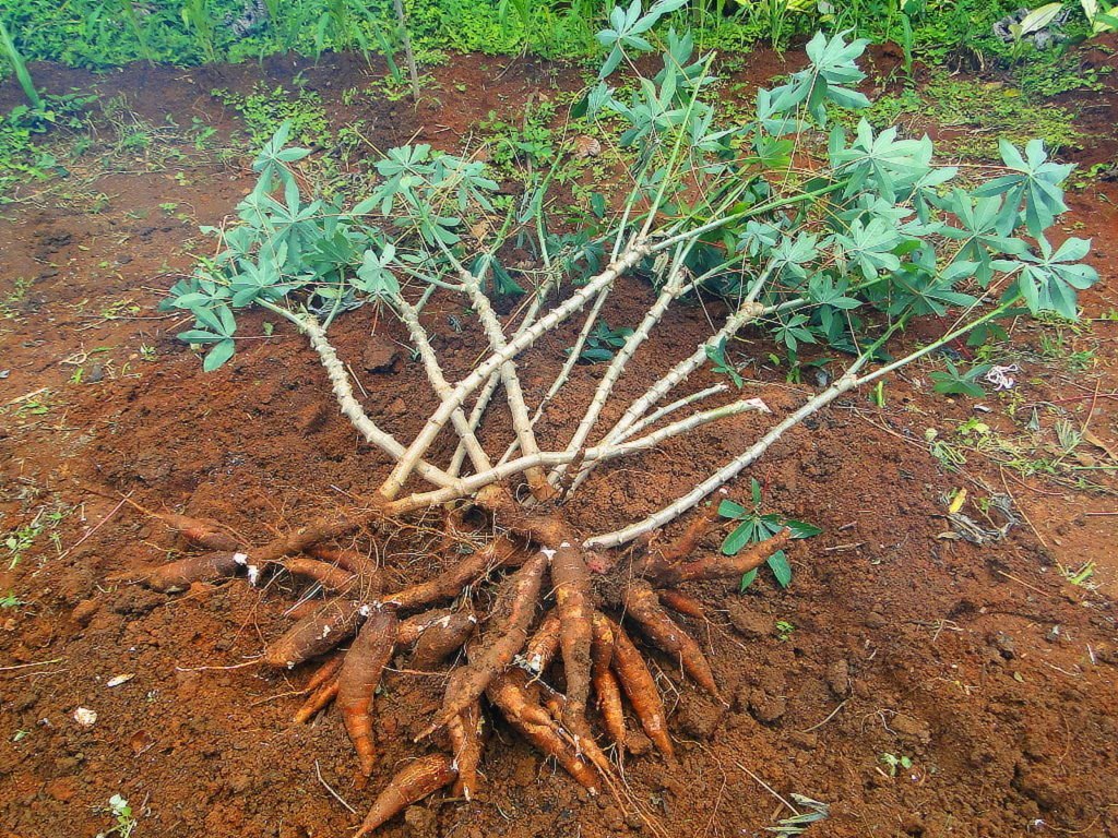 Yuca cosecha raíces de yuca con arbusto