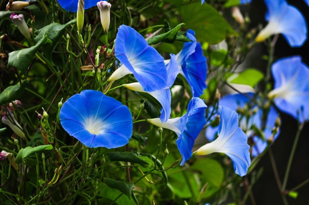 Gloria de la mañana con flores azules