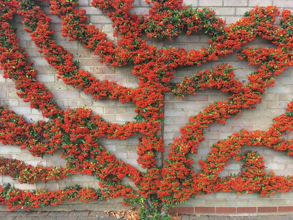Firethorn crece en la pared de una casa