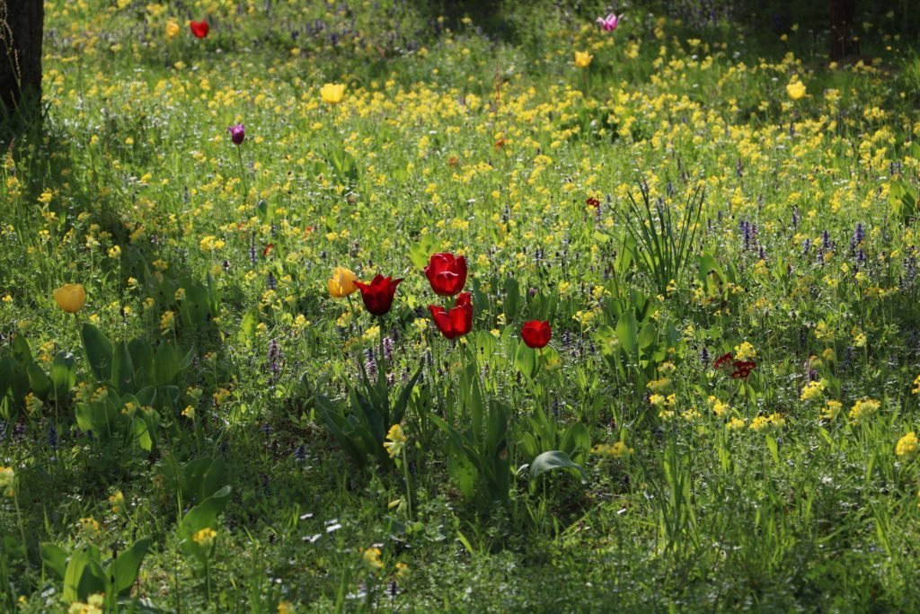 Tulipanes rojos en un prado