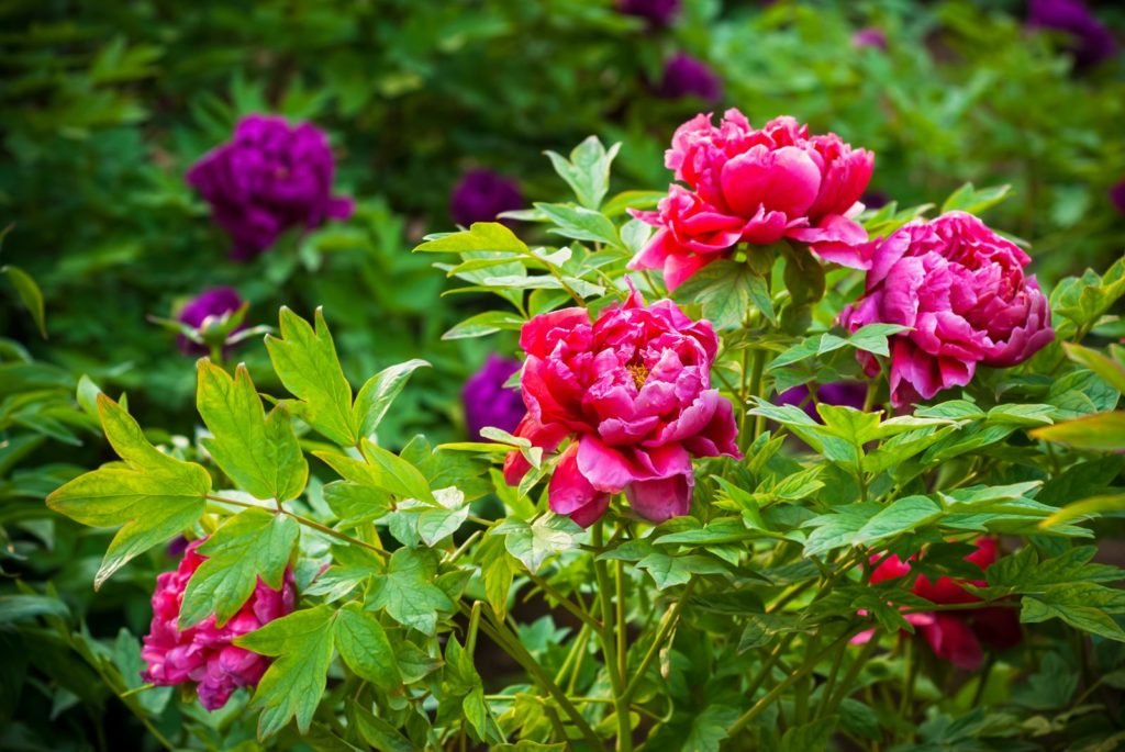 Peonías rosas en el jardín