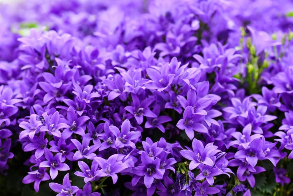 campanillas violetas