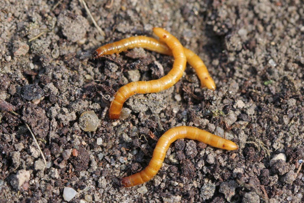 larvas de gusano de alambre en la tierra
