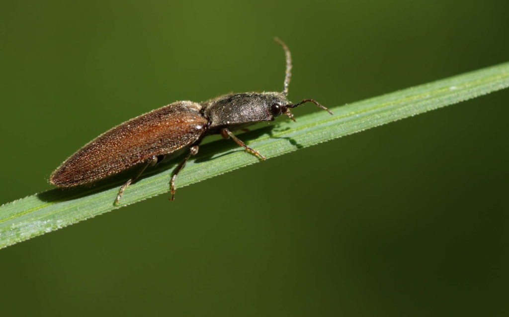 Escarabajo Snapback en hoja