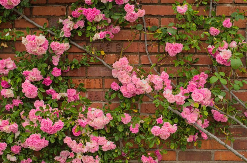 Rosa rosa trepadora en una pared de ladrillos