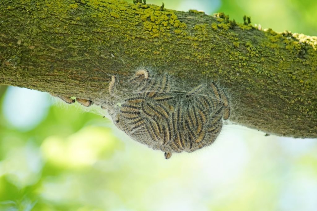 Las polillas procesionarias se sientan en el nido debajo de una rama.
