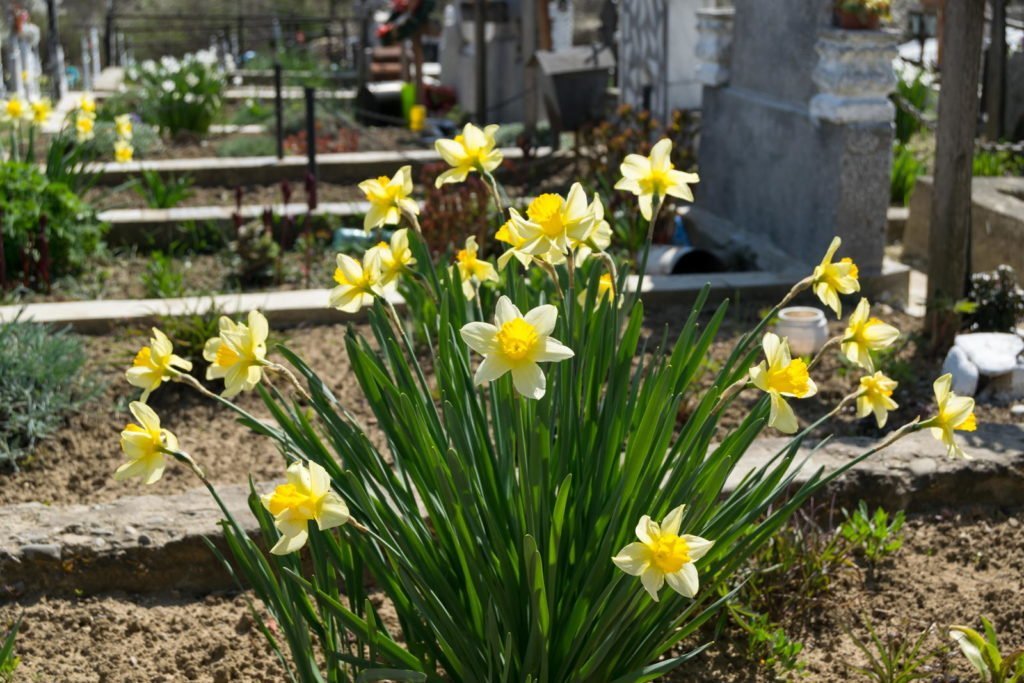 Los narcisos crecen en una tumba