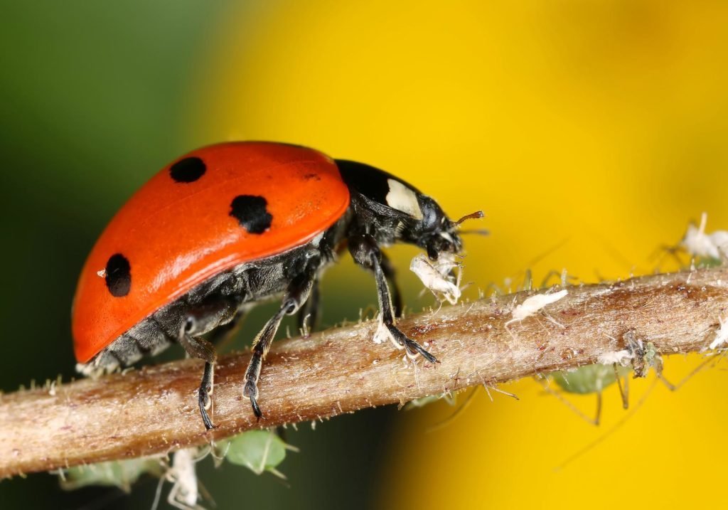 Ladybug elimina insectos beneficiosos