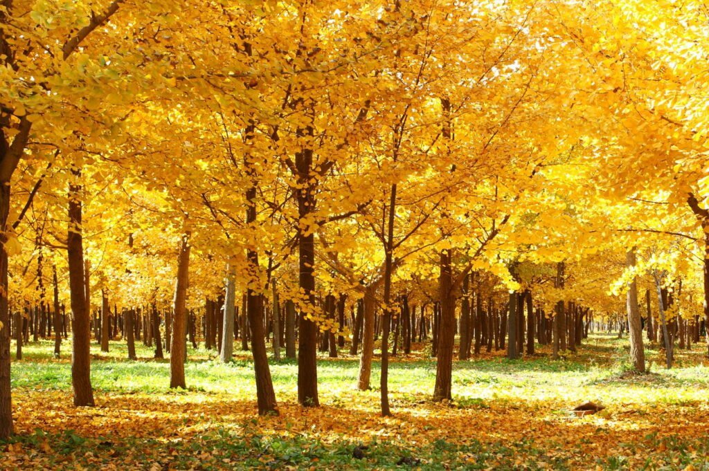 árboles de ginkgo amarillo en otoño