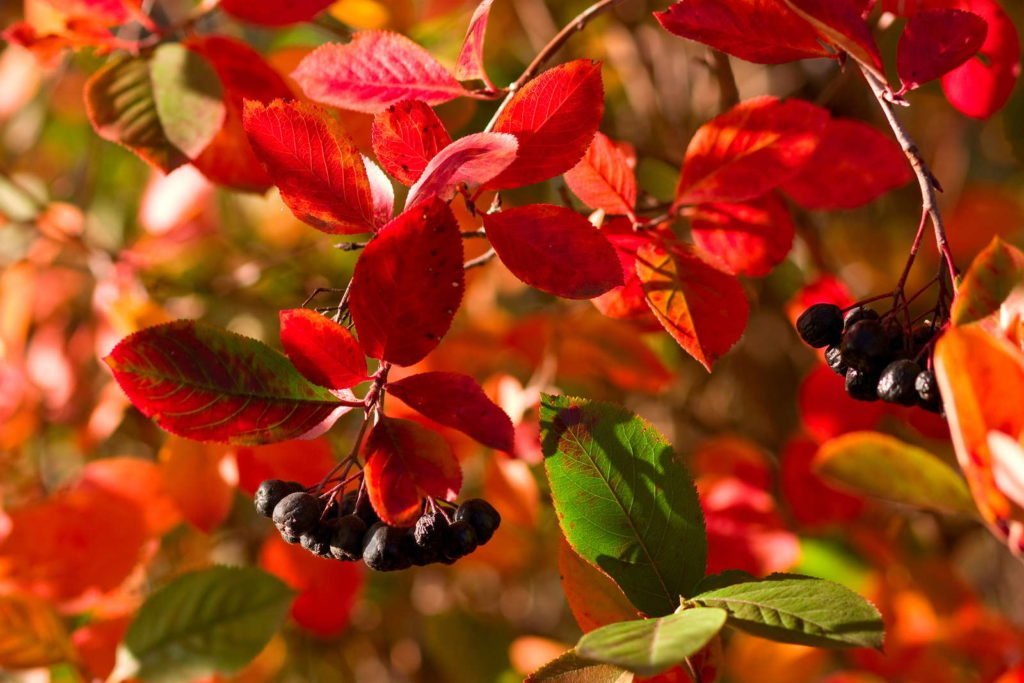 Chokeberry con hojas rojas y frutos negros