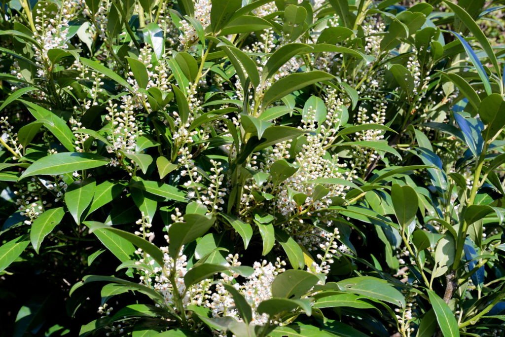 Laurel cereza con flores blancas