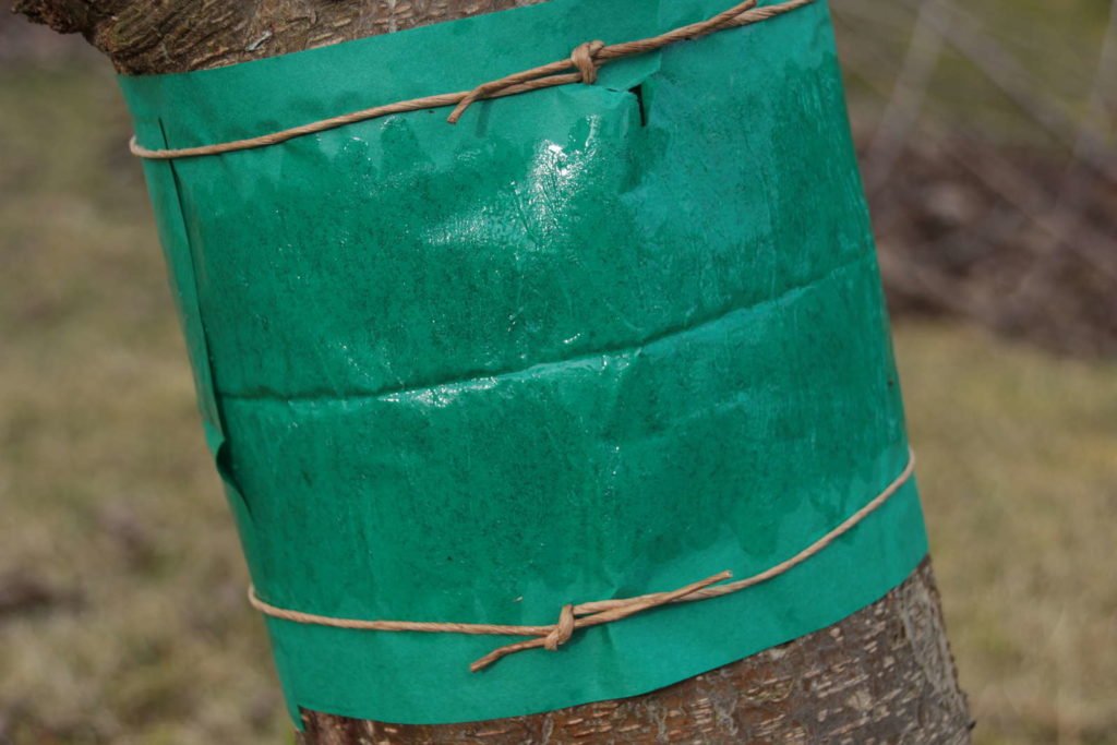 Trampa para plagas de polillas en anillo de pegamento para árboles