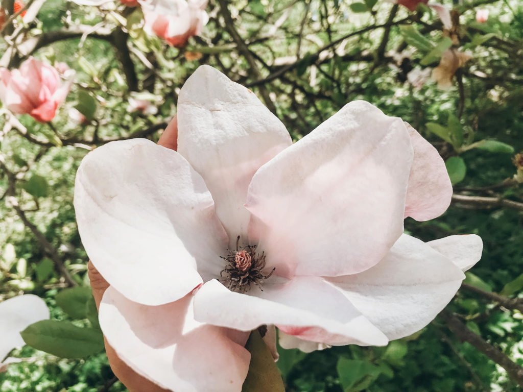 Flor rosa de magnolia en el jardín del árbol 