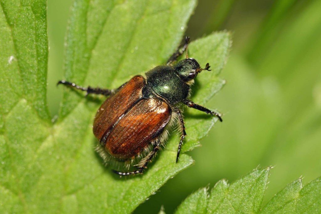 Escarabajo de jardín en hoja