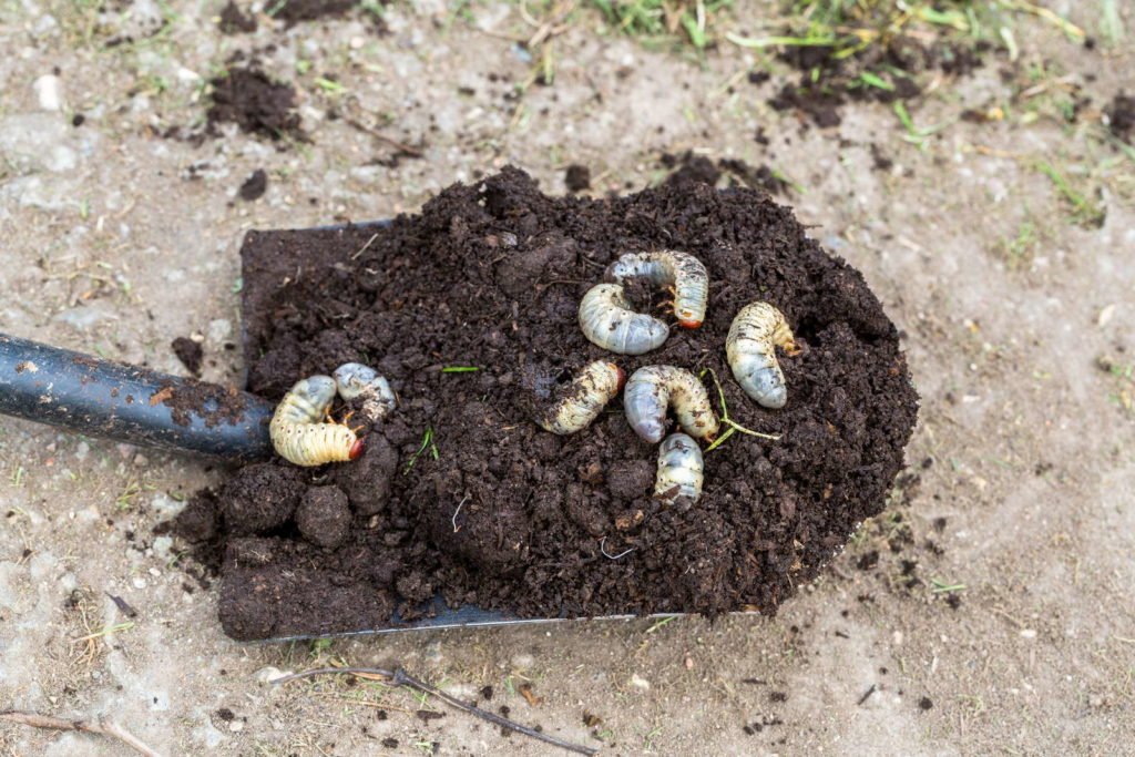 Larvas de gusanos blancos en el suelo en pala