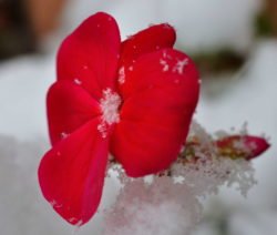 Flor de geranio rojo en la nieve