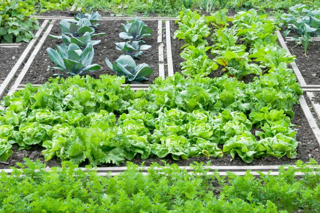 Plan de cultivo en el huerto para hortalizas.