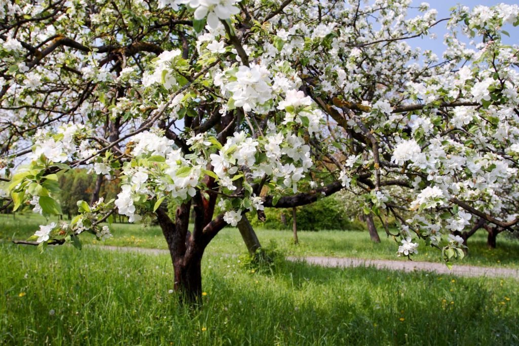 Árboles frutales con flores blancas en un prado