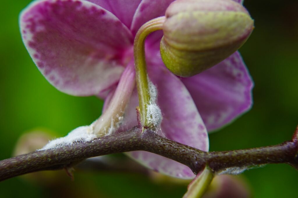 Cochinillas en orquídea