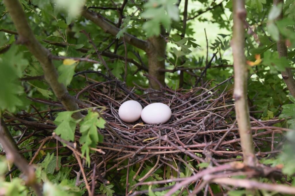 Huevos de paloma torcaz en el nido