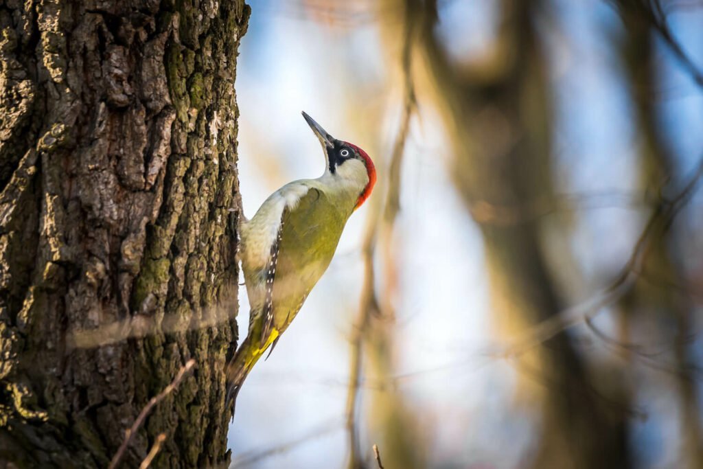 Pájaro carpintero verde en árbol