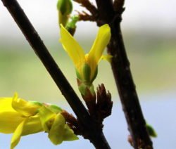 Forsythia rama flores amarillas capullos 2
