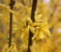 Forsythia rama flores amarillas 3